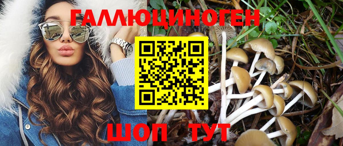 Буйнакск  Псилоцибиновые грибы Psilocybe  купить наркотик  Вход с VPN  Псилоцибиновые грибы прущие грибы 