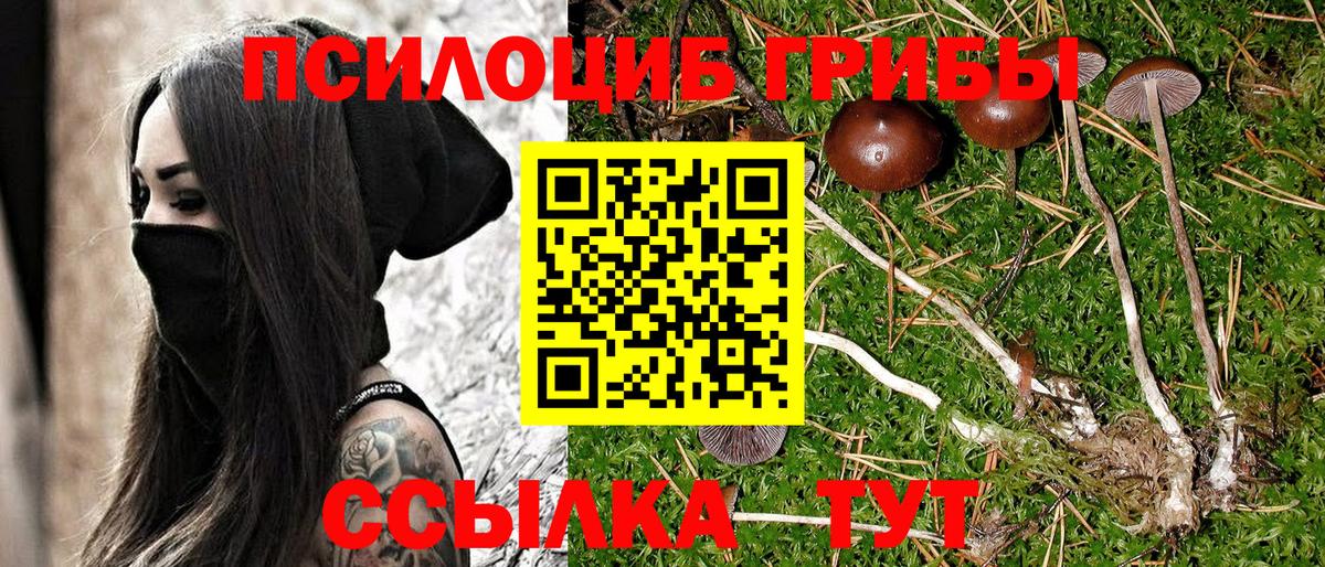 Галлюциногенные грибы прущие грибы Буйнакск